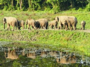 Gorumara & Chapramari Safari 