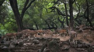Jhargram Deer Park 