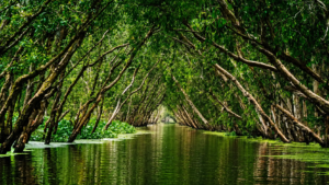 Mekong Delta Boat Cruise